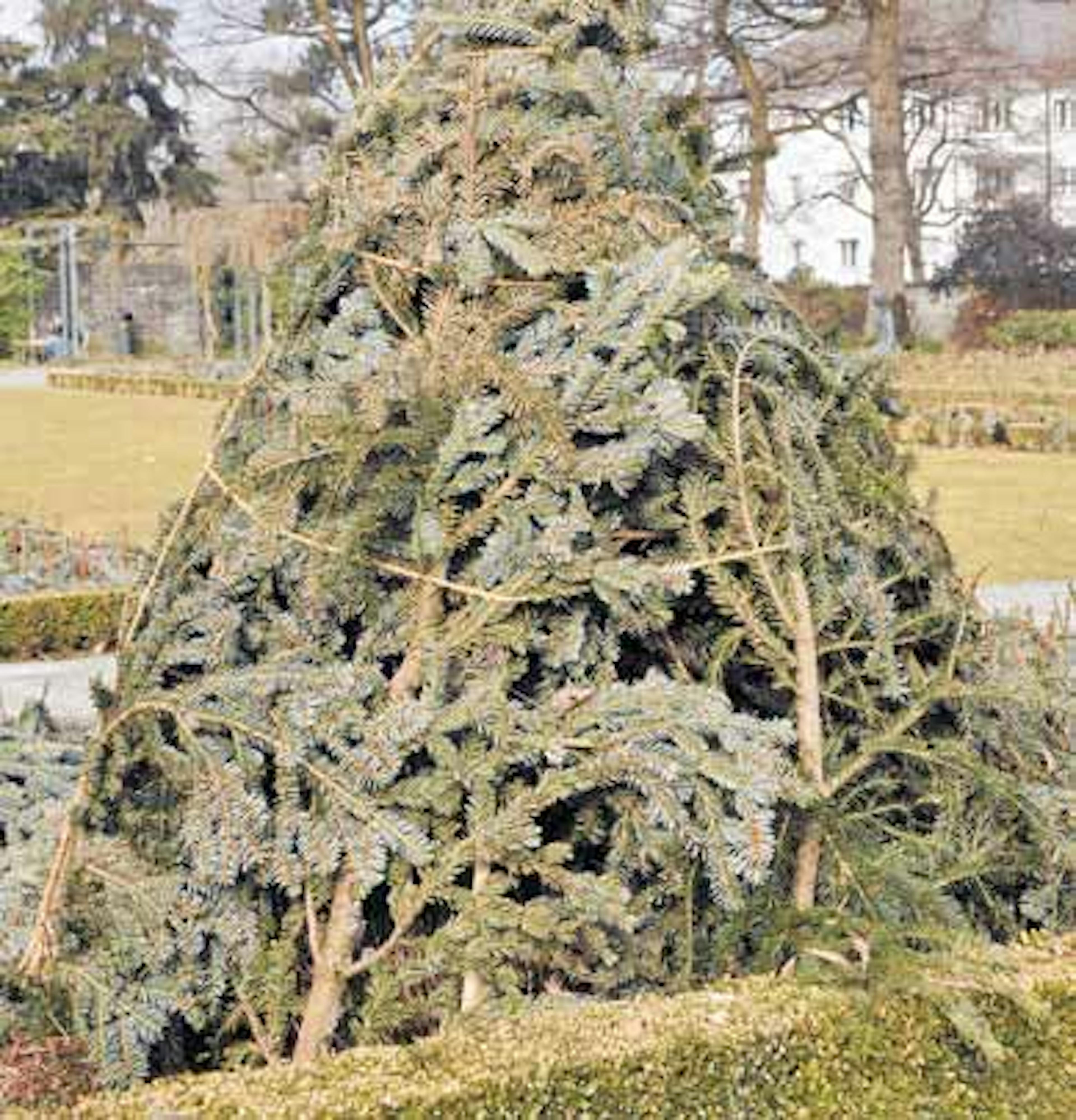 Cet abri en branches de sapin protège efficacement un rosier arbuste, ou peut-être une sirène égarée... JLP