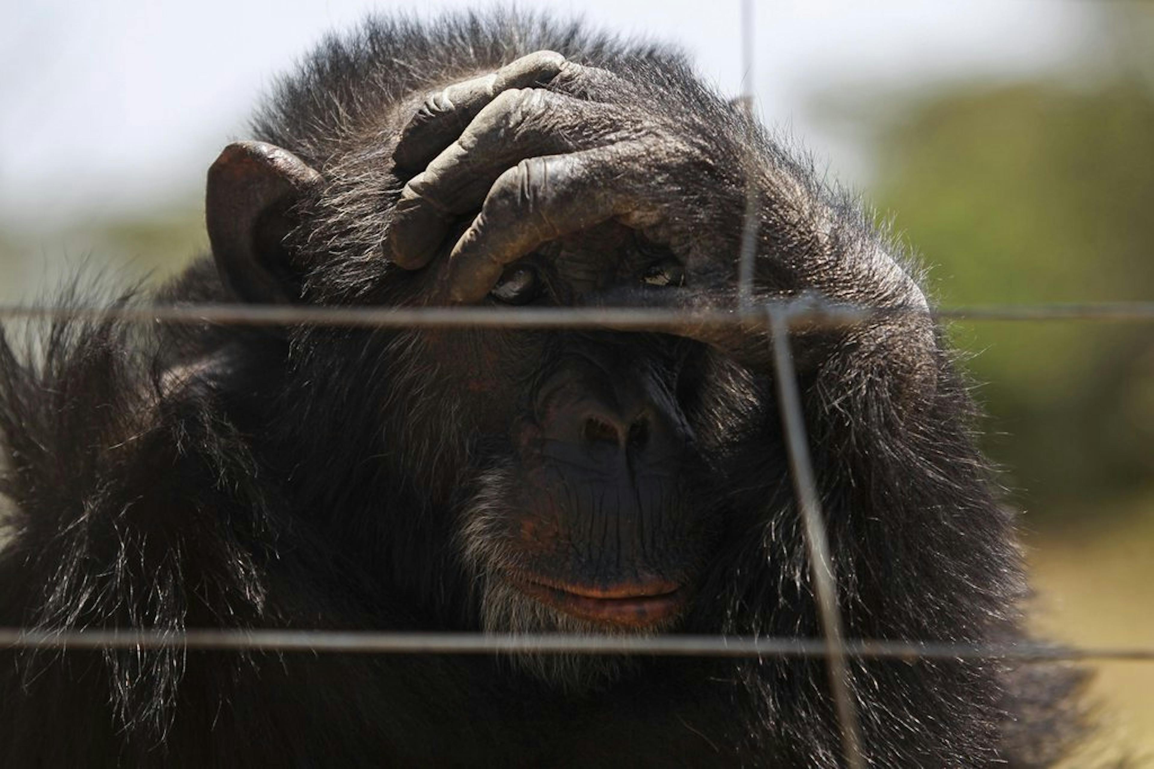 epa04294545 A male chimpanzee sits in an enclosure at the Sweetwaters Chimpanzee Sanctuary inside the Ol-Pejeta conservancy in Nanyuki, Laikipia county, Kenya, 01 July 2014. The conservancy is a home of many chimpanzee's rescued from illegal wildlife traffickers. A report released by The Project to End Great Ape Slavery (PEGAS) stated that hundreds of great apes, chimpanzees, bonobos, gorillas and orangutans have been captured from their forest homes and sold in countries as China, Thailand, Egypt, United Arab Emirates, Armenia and Russia. Ol-Pejeta conservancy has started The Project to End Great Ape Slavery (PEGAS).  EPA/DANIEL IRUNGU