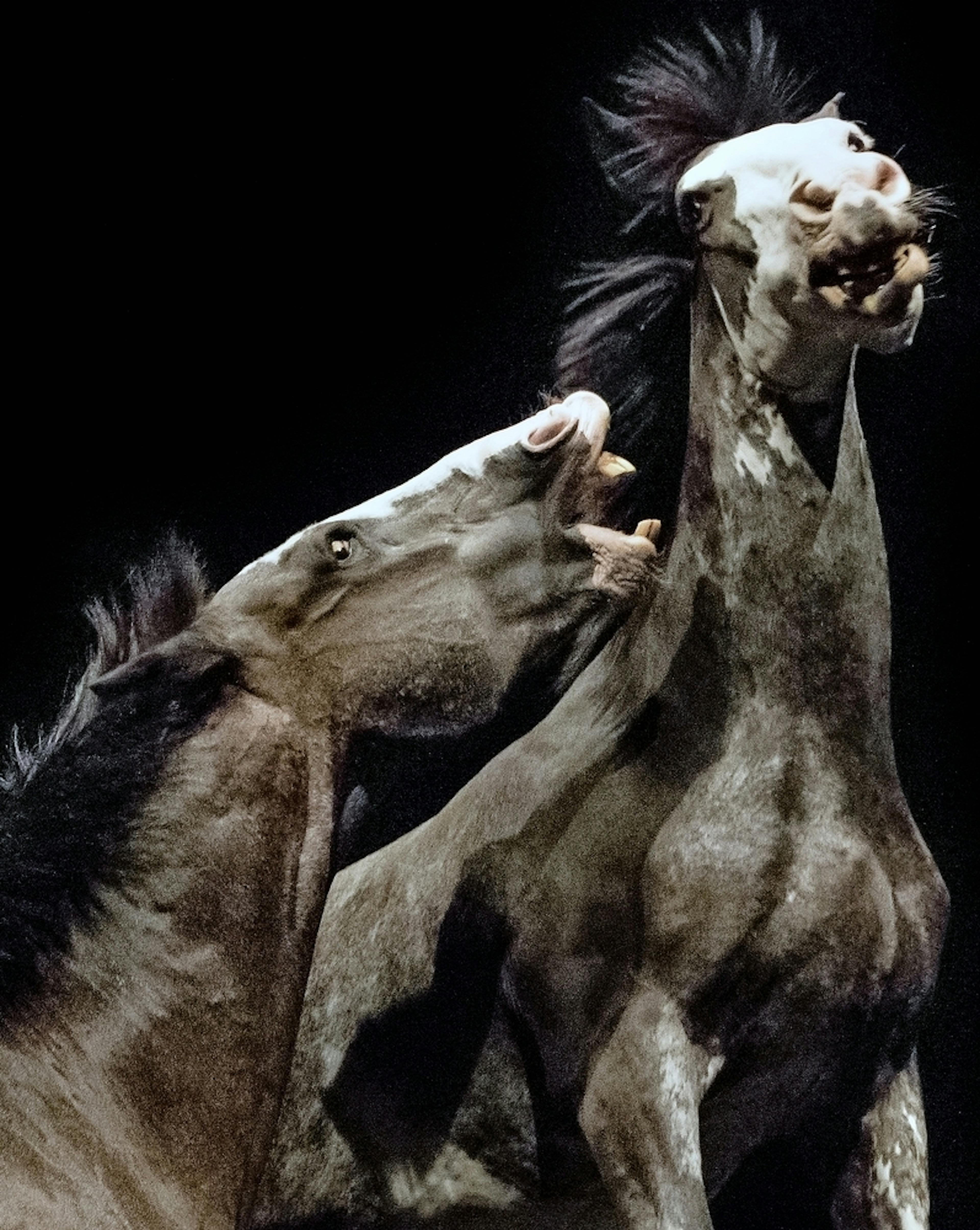 Les 36 chevaux du théâtre équestre Zingaro peuvent exprimer leur caractère sauvage dans le spectacle Ex Anima. 