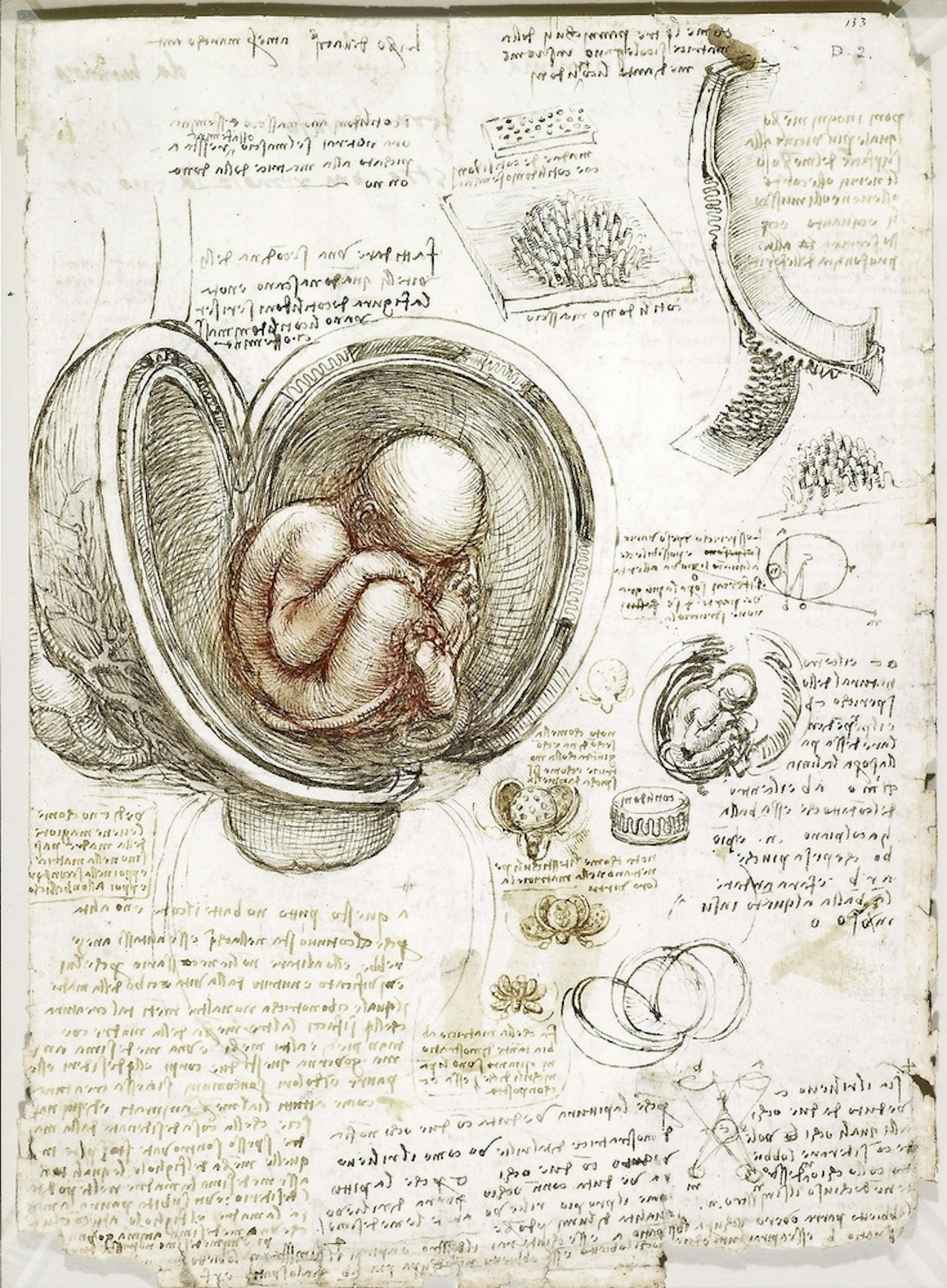 Foetus dans l’utérus, une planche de Léonard de Vinci, vers 1511. 