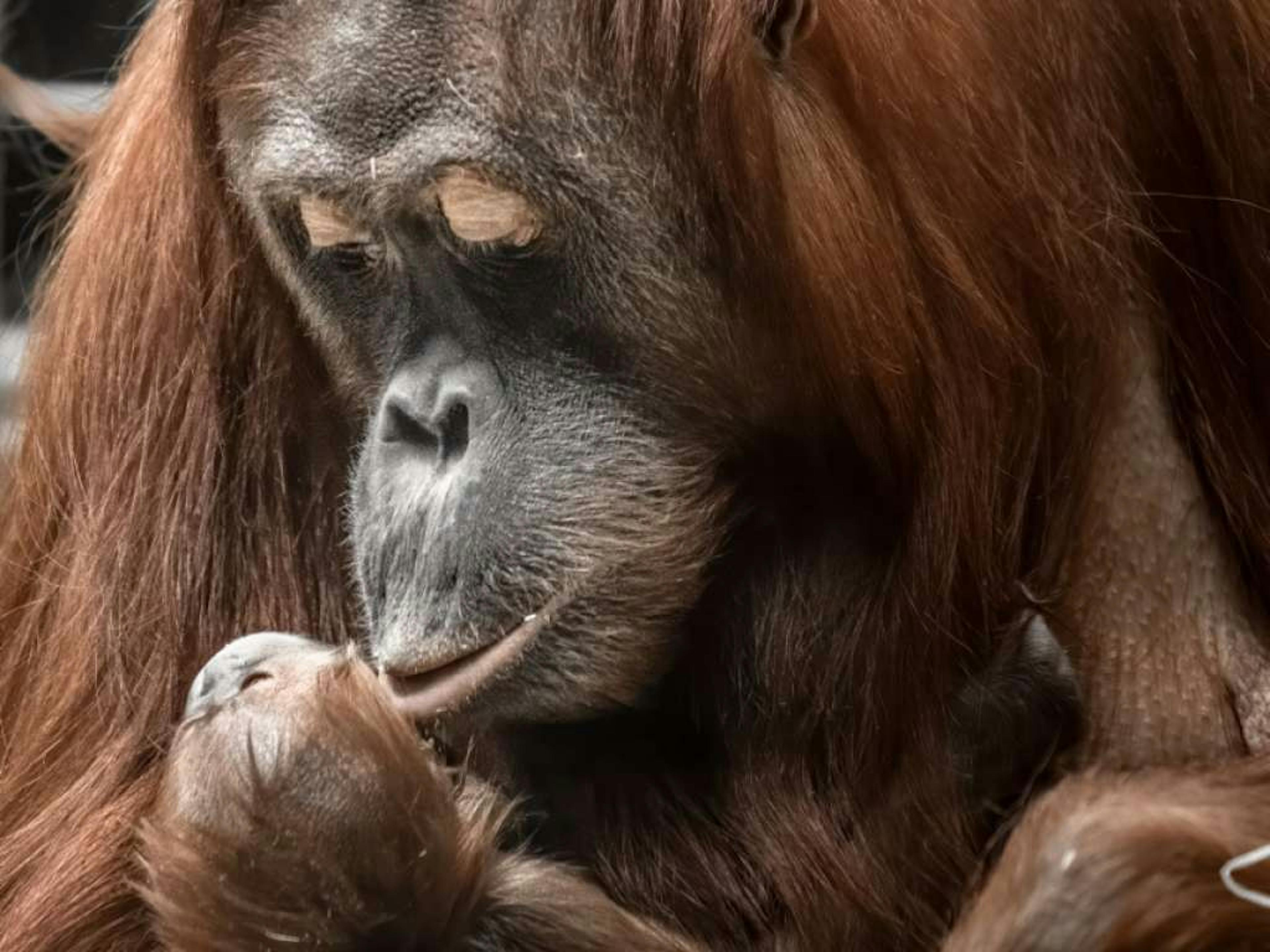 Cahaya a donné accouché pour la deuxième fois en deux ans et demi environ. Normalement, deux naissances sont séparées de trois ans au moins chez les orangs-outans.