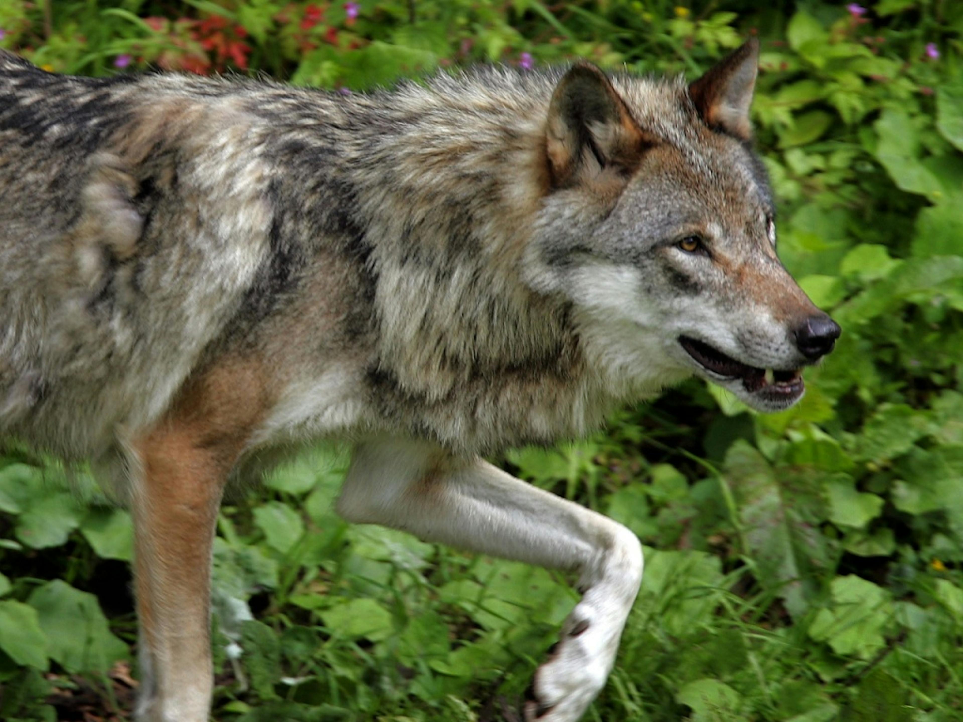 Le Parlement veut réguler la population de loups (archives).