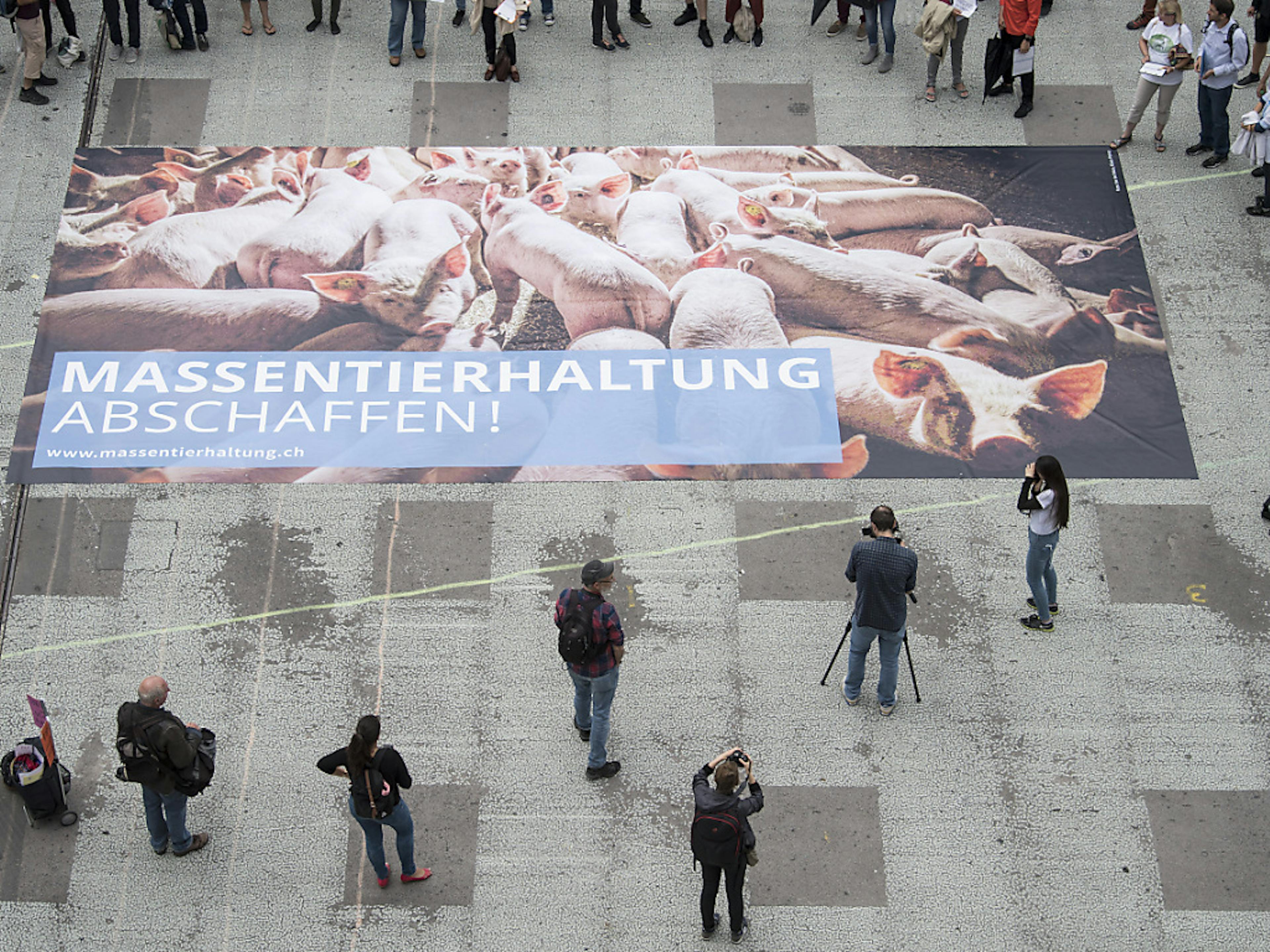 Après avoir récolté les signatures nécessaires, les membres de la campagne du oui à l'initiative "Pour une Suisse sans élevage intensif !" entrent en campagne lundi.